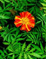Tagetes erecta
