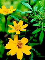wild Mexican variety