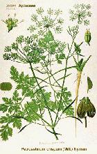 Tagetes erecta